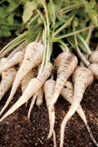Winter's Larder: Parsnips and Pears Image